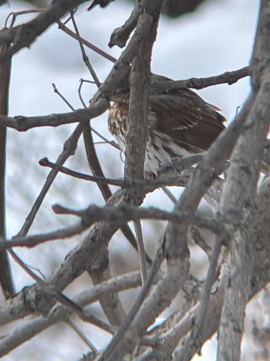 Fox Sparrow - ML646660663