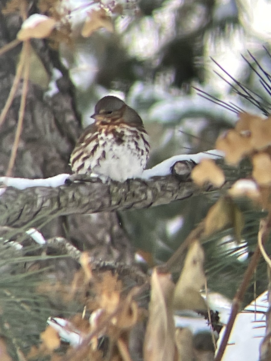Fox Sparrow - ML646660664