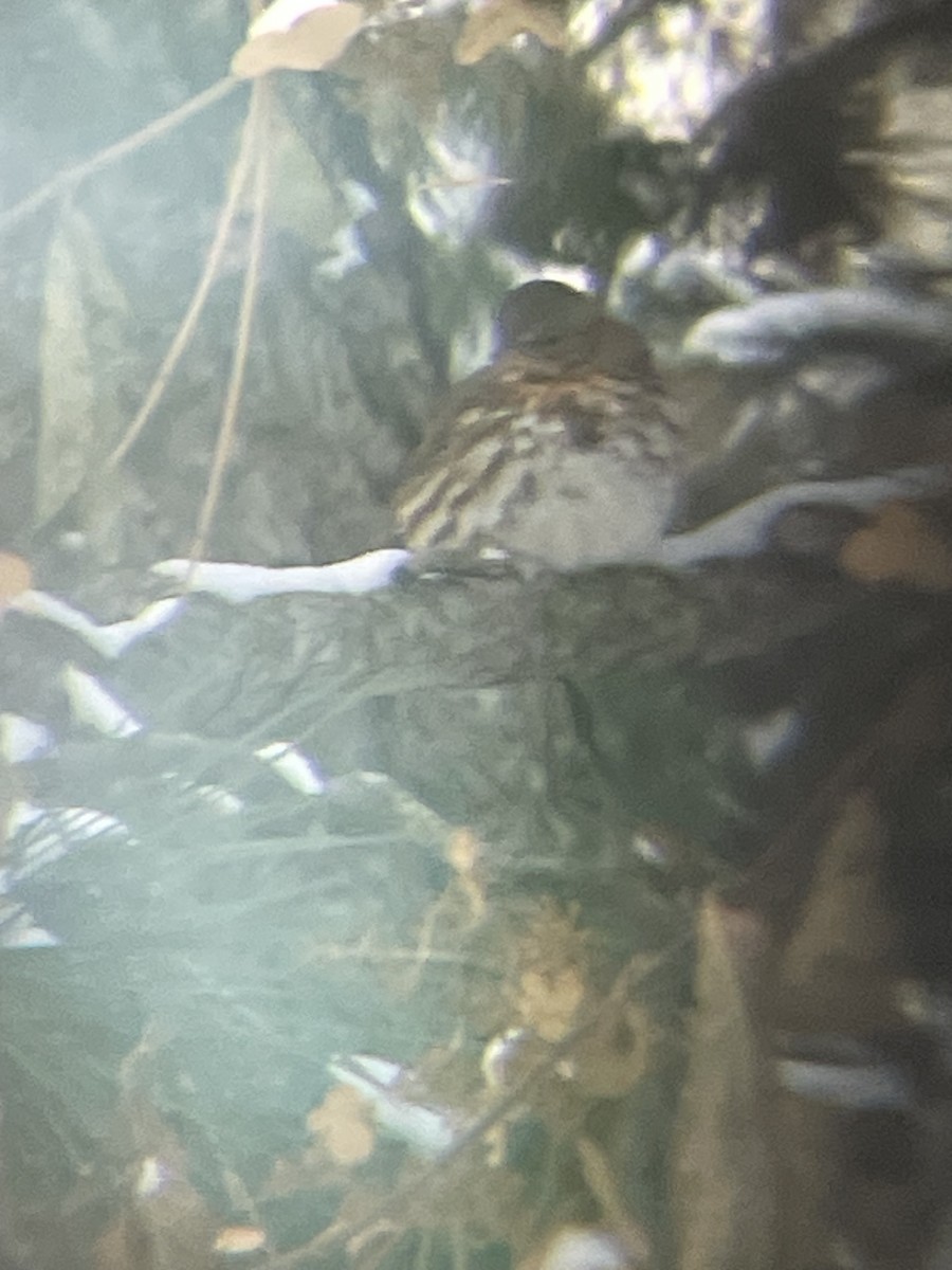 Fox Sparrow - ML646660665