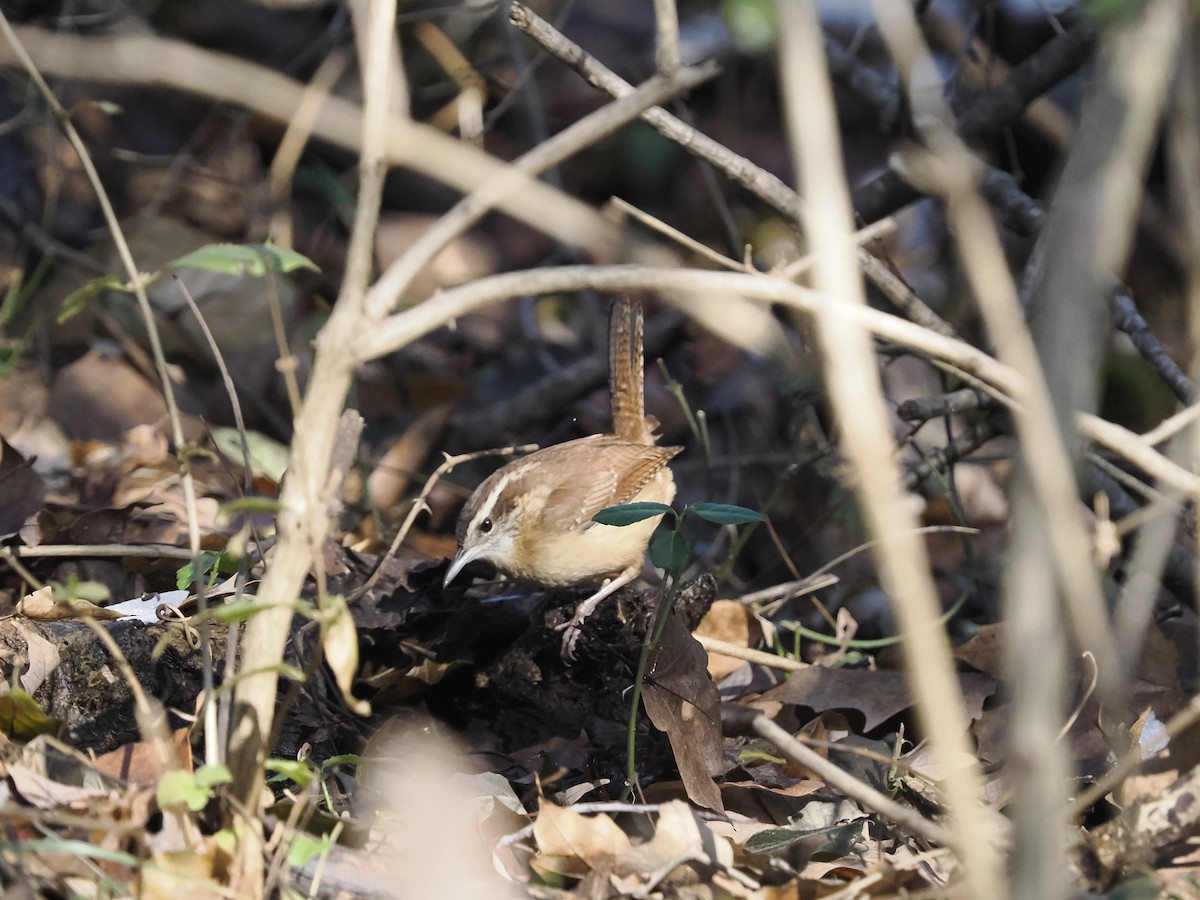 Carolina Wren - ML646660667