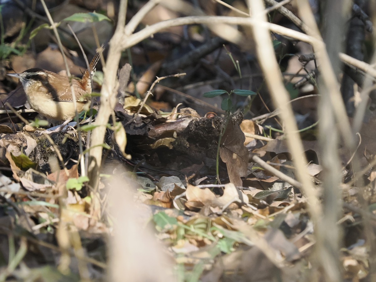 Carolina Wren - ML646660668