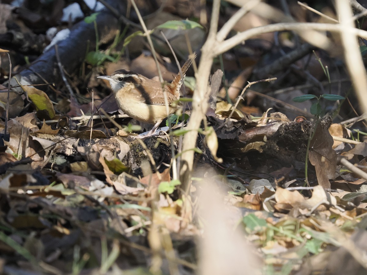 Carolina Wren - ML646660669
