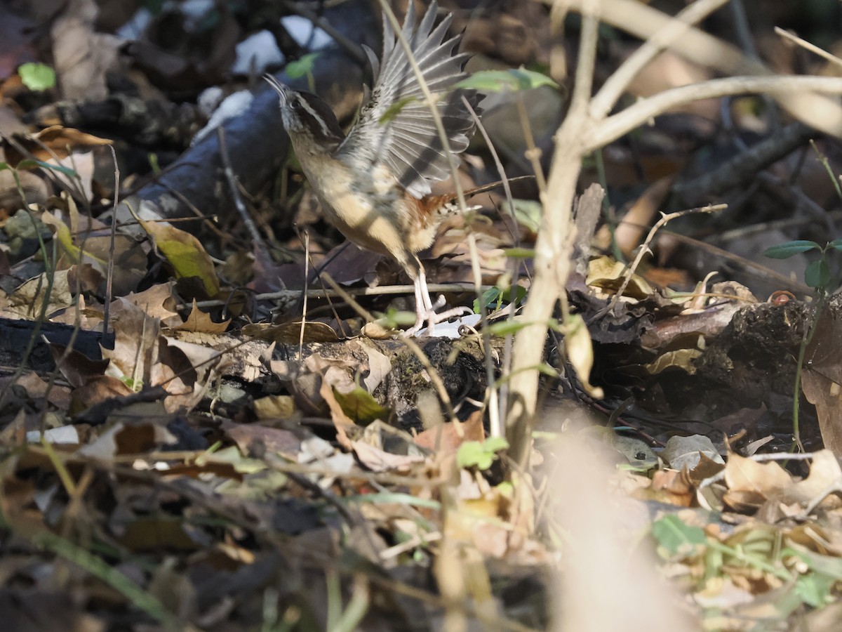 Carolina Wren - ML646660670