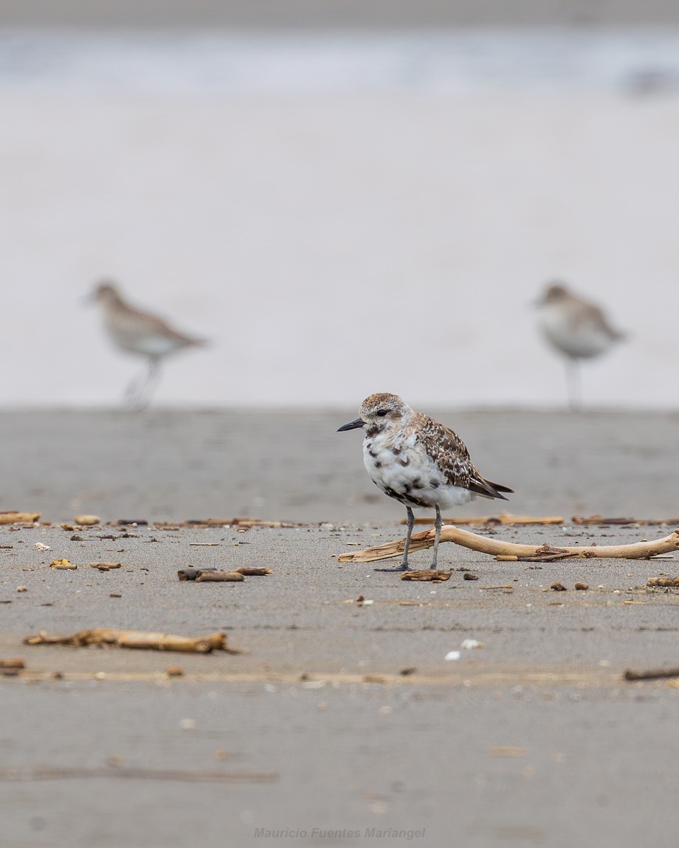 Black-bellied Plover - ML646660671