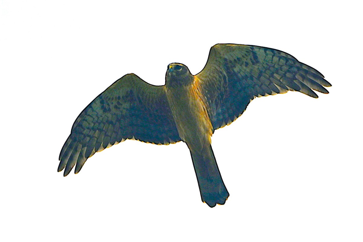 moták severoamerický - ML646660672