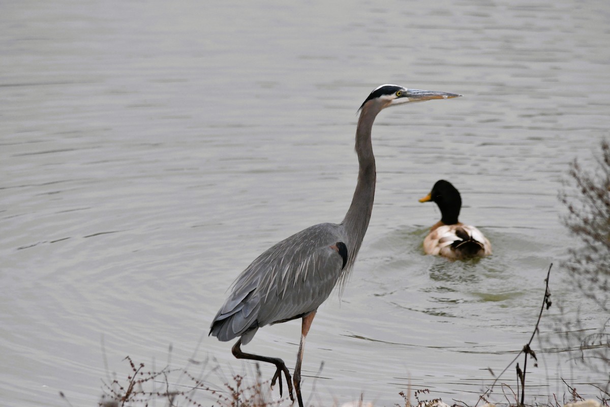 Great Blue Heron - ML646660676
