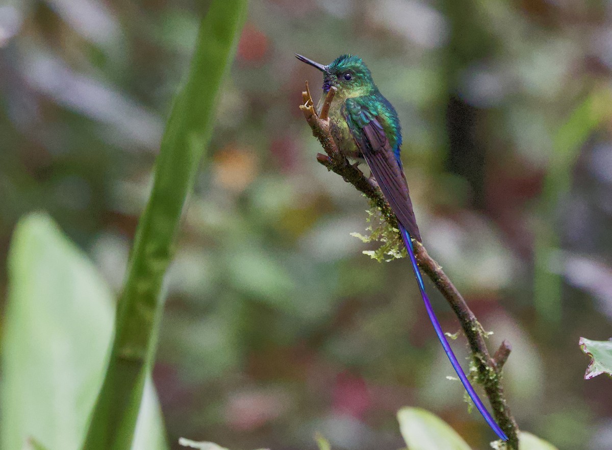 Фиолетовохвостый сильф - ML646660677