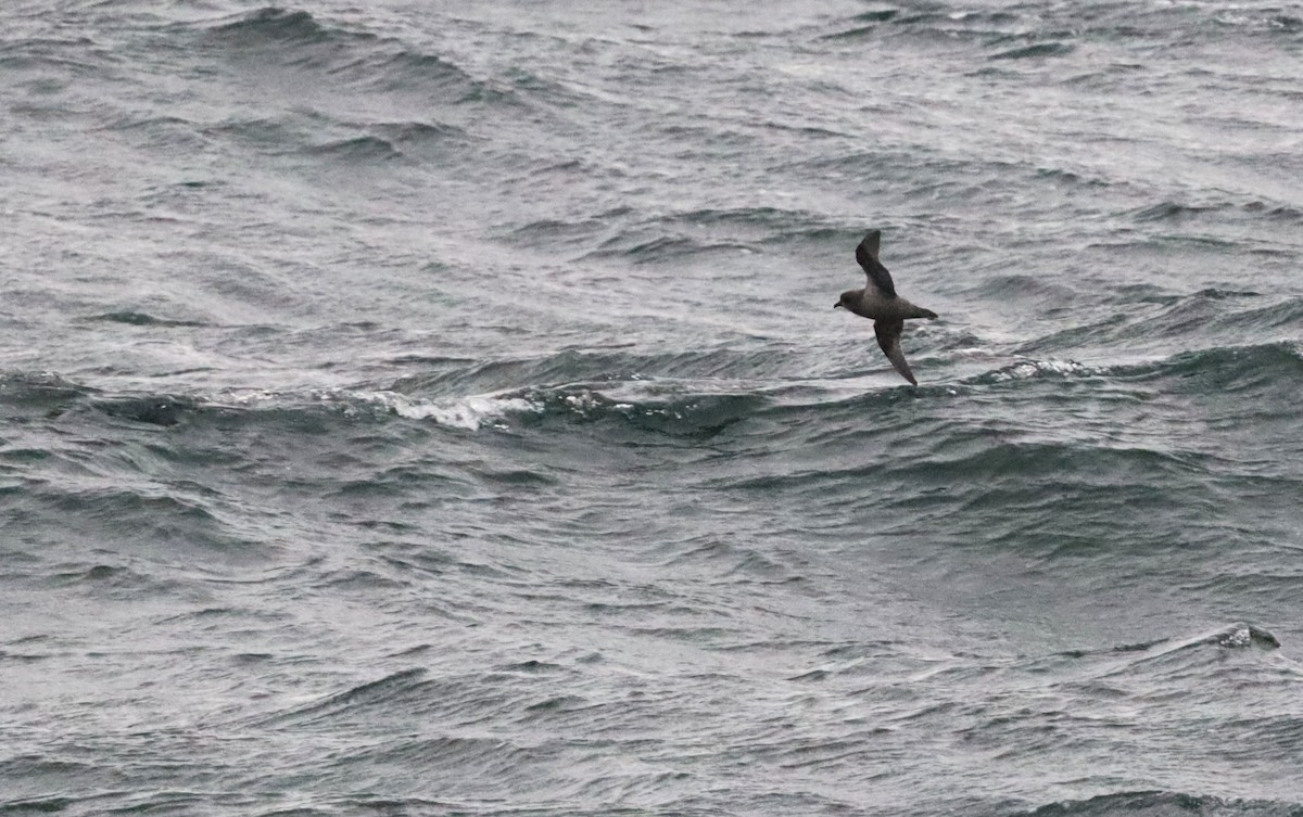 Kerguelen Petrel - ML646660678