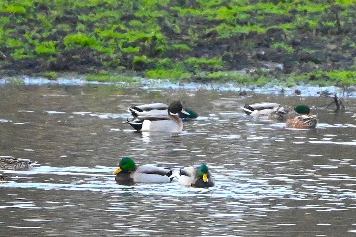 kachna divoká x ostralka štíhlá (hybrid) - ML646660680