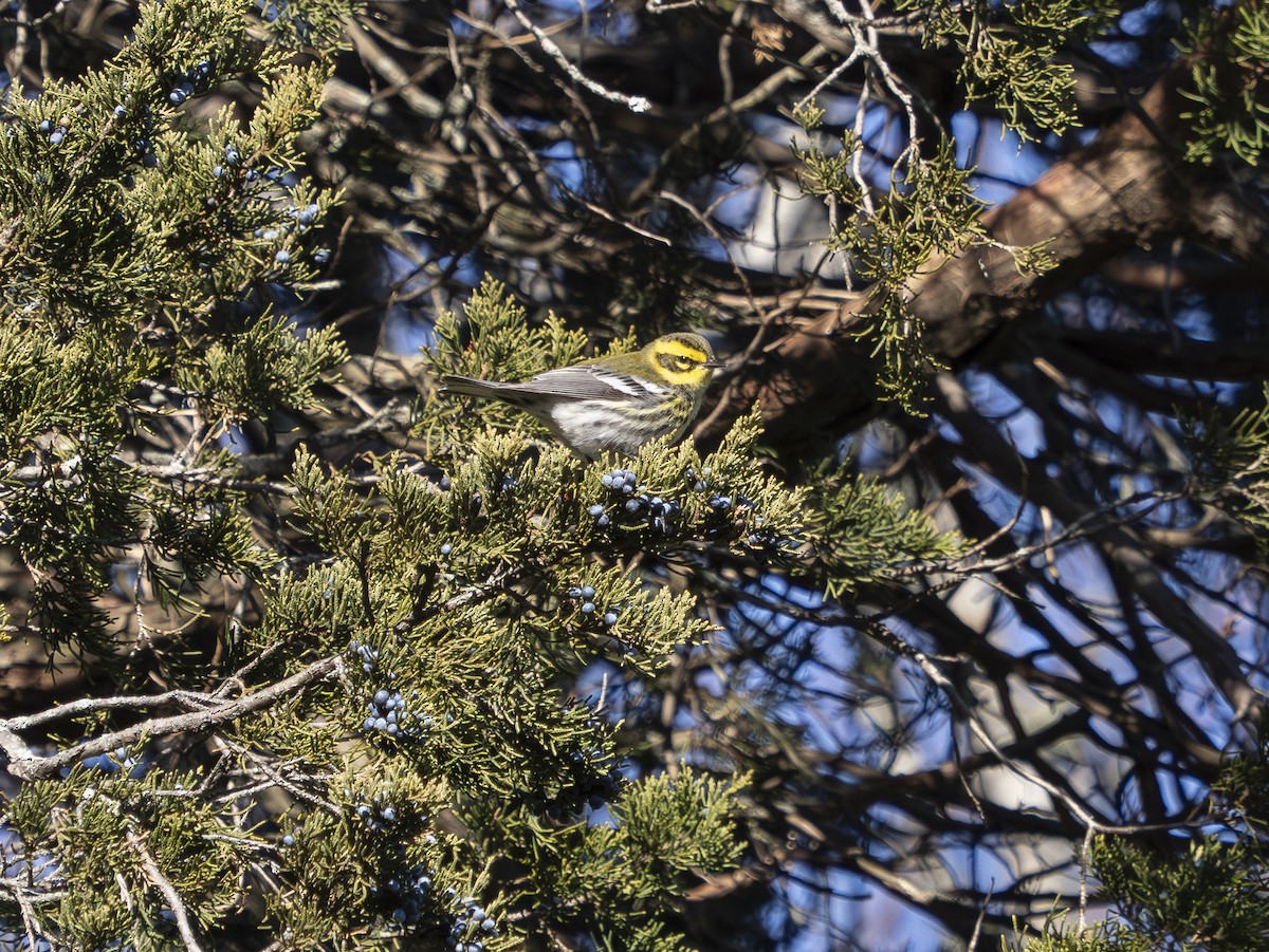 Paruline de Townsend - ML646660683