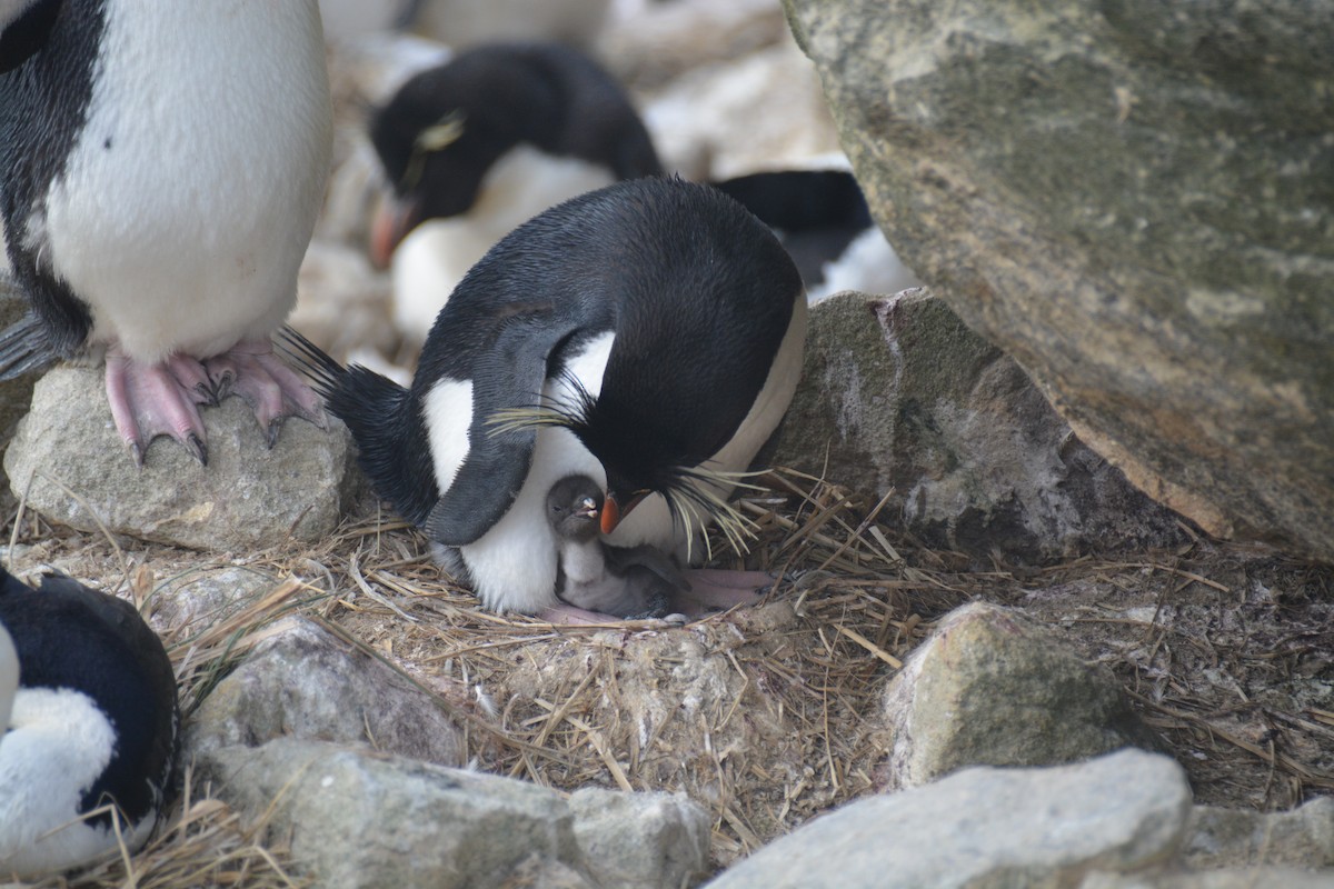 Western Rockhopper Penguin - ML646660699