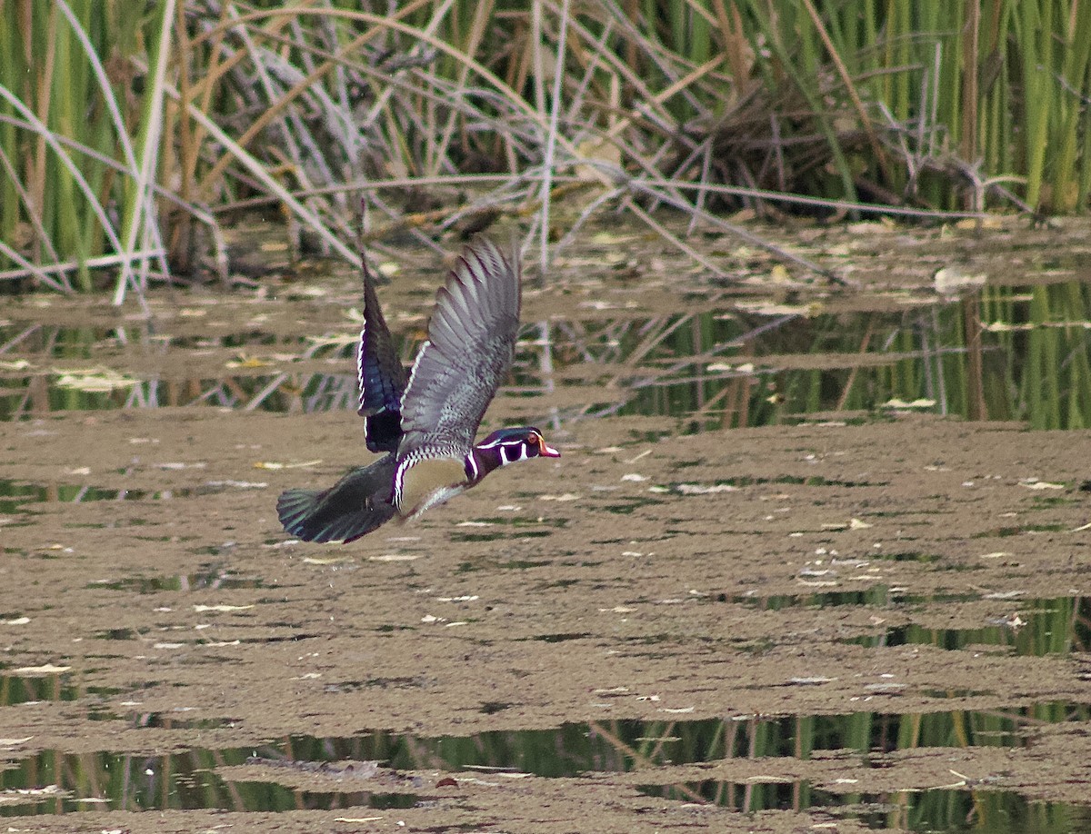 Wood Duck - ML646660701