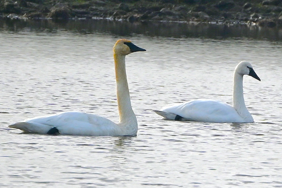 labuť malá - ML646660702