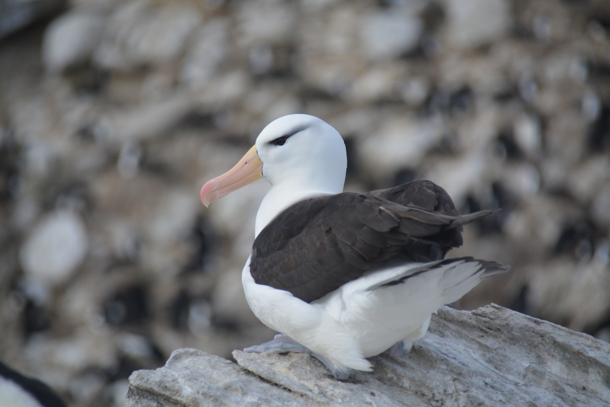 マユグロアホウドリ - ML646660703