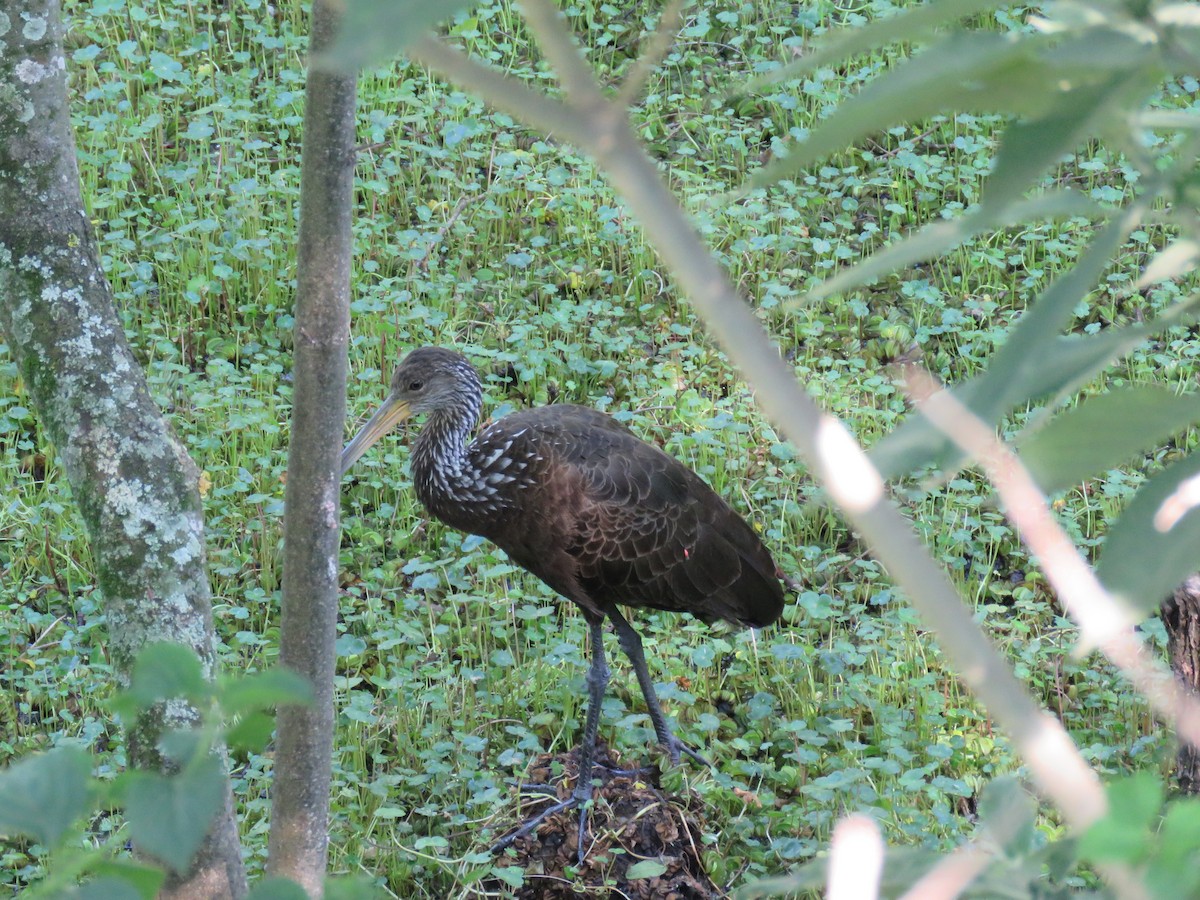 ツルモドキ - ML646660706