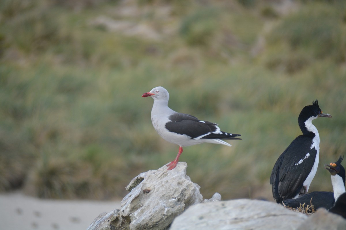 マゼランカモメ - ML646660707