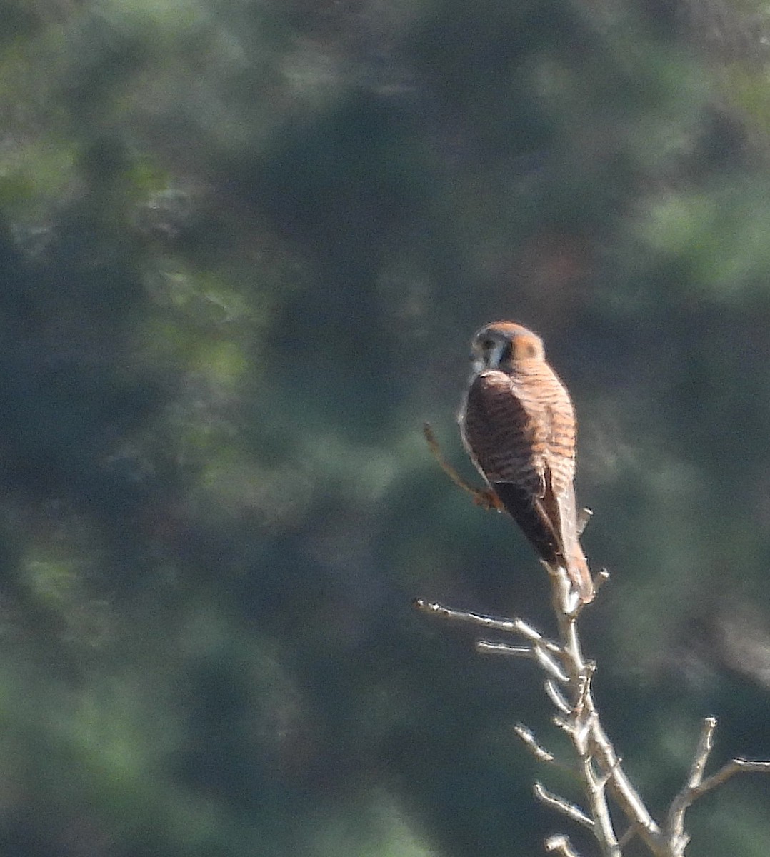 アメリカチョウゲンボウ - ML646660708