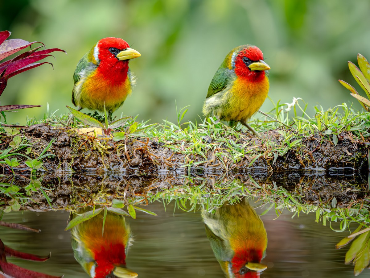 Red-headed Barbet - ML646660709