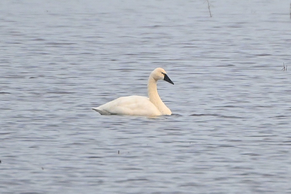 コハクチョウ - ML646660710