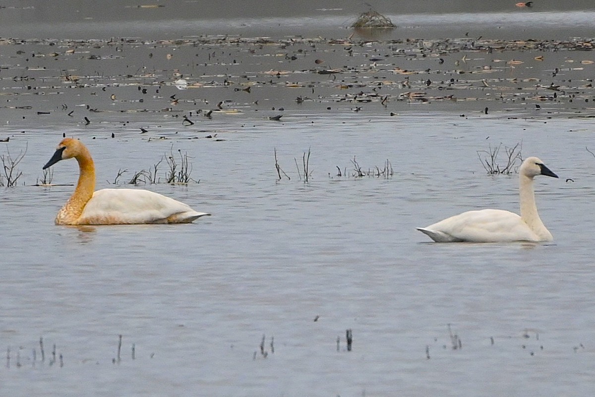 コハクチョウ - ML646660711