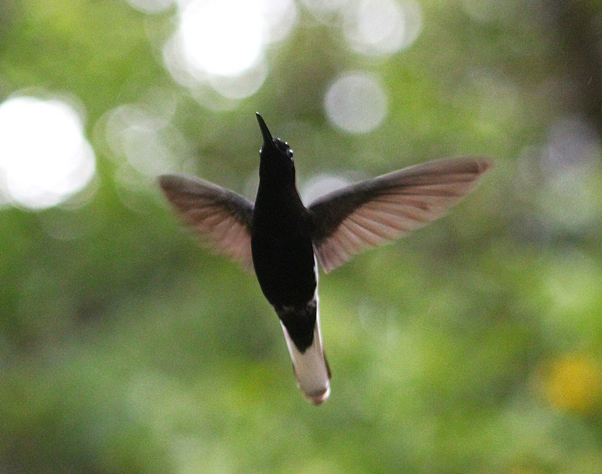 Black Jacobin - ML646660713