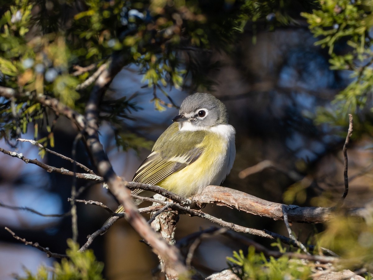 Viréo à tête bleue - ML646660714