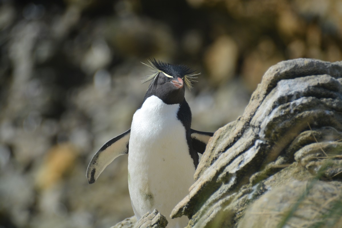 Western Rockhopper Penguin - ML646660720