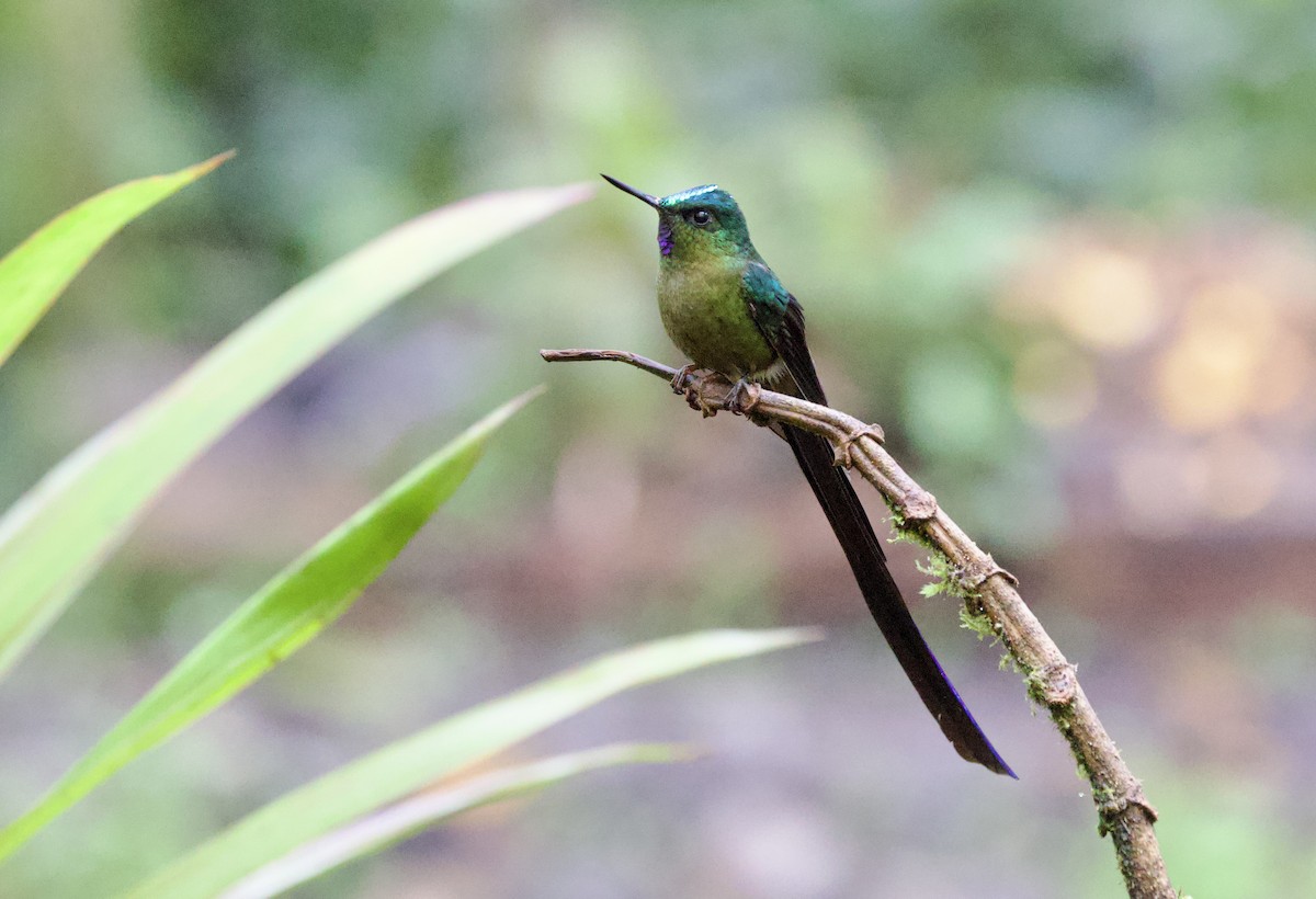 Фиолетовохвостый сильф - ML646660721