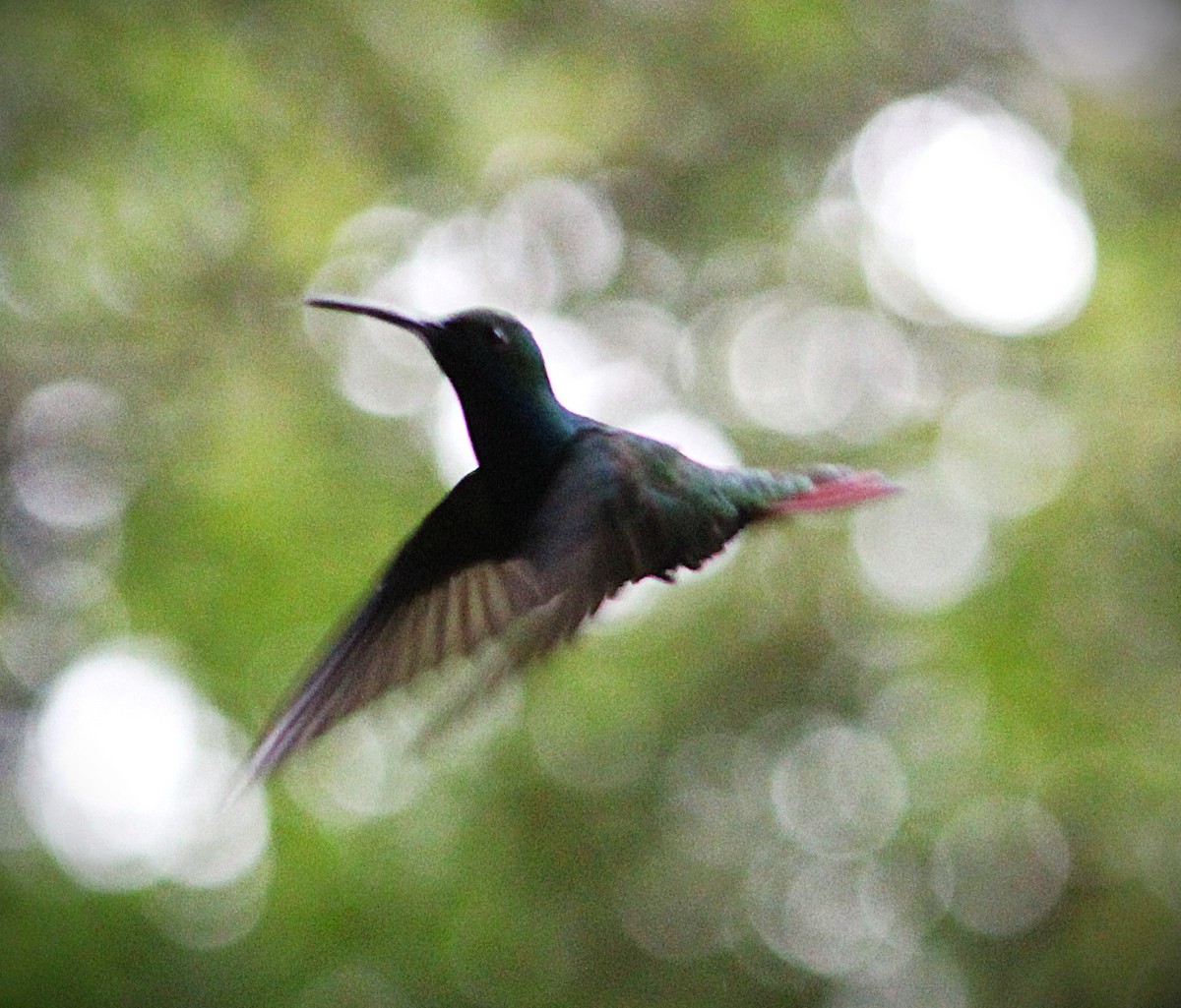 Black-throated Mango - ML646660722