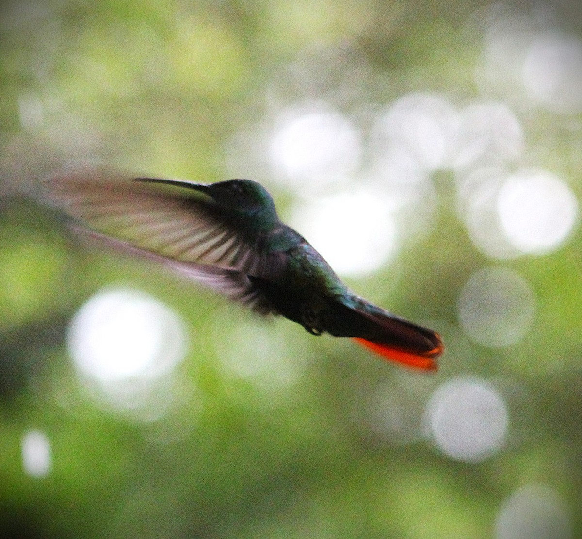 Black-throated Mango - ML646660723