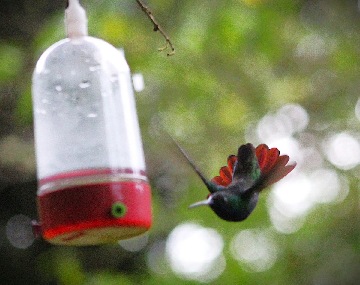 Black-throated Mango - ML646660724