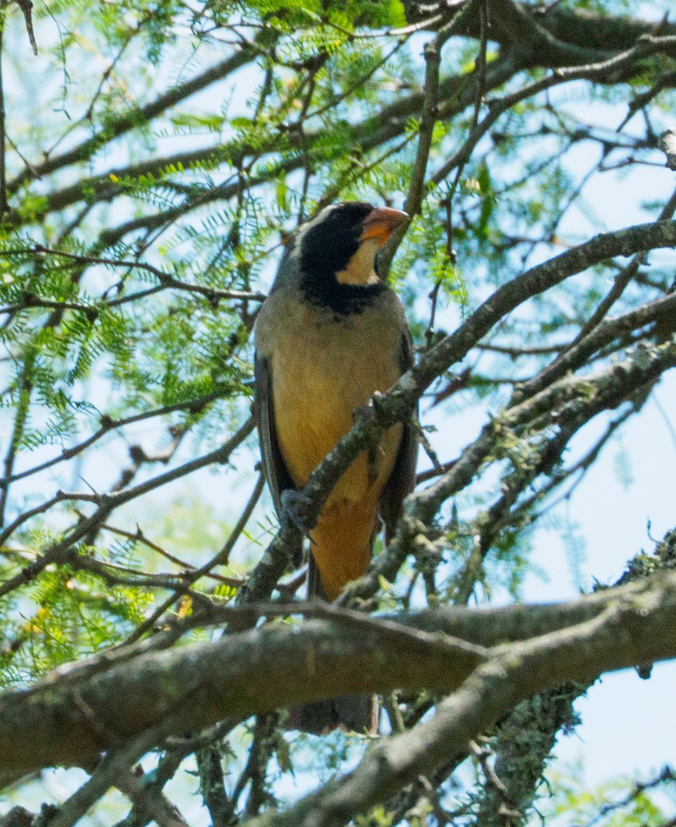 キバシイカル - ML646660726