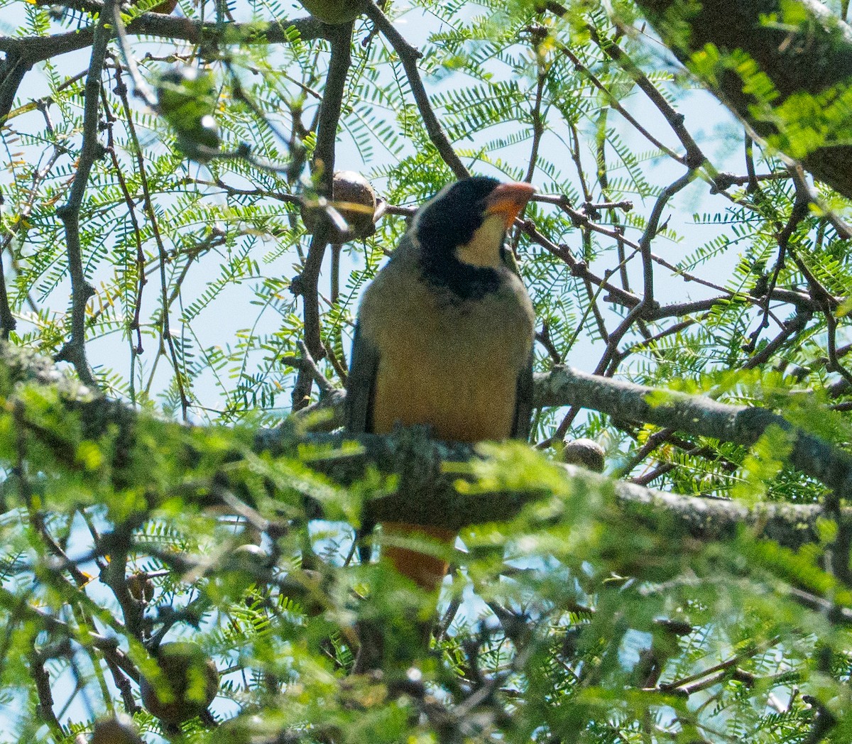 キバシイカル - ML646660727