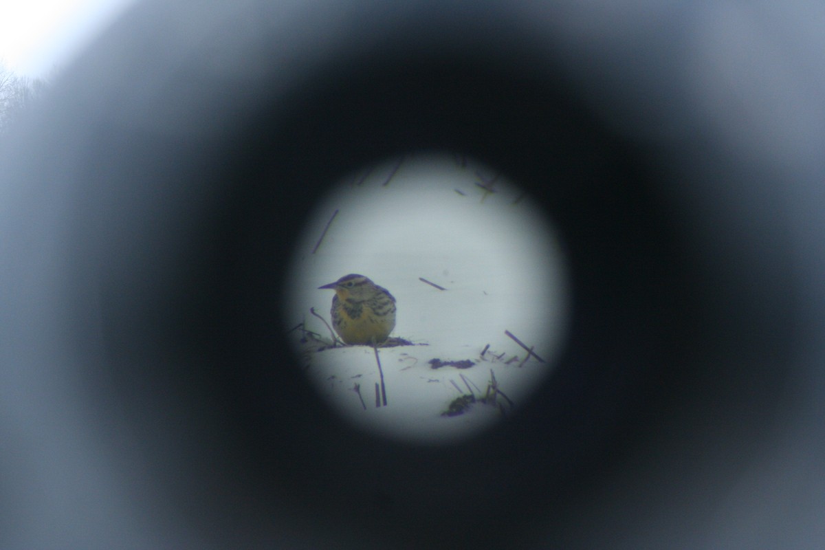 ニシマキバドリ - ML646660731