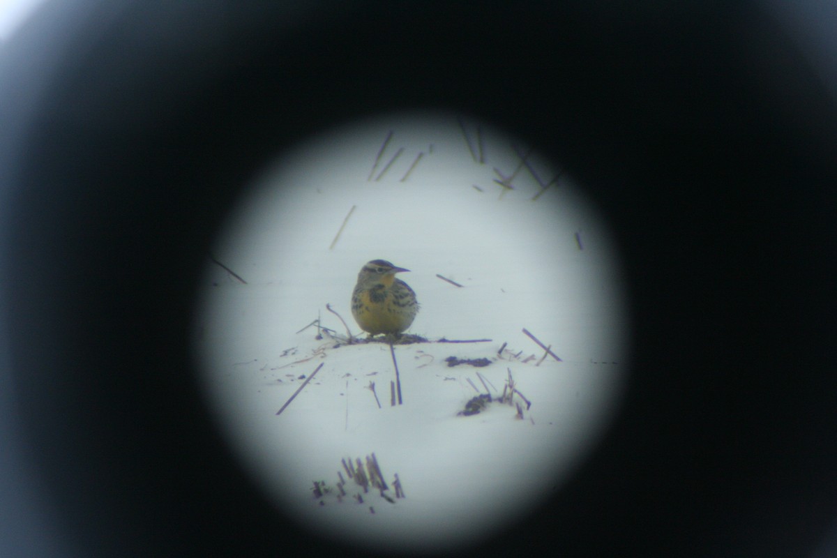 ニシマキバドリ - ML646660732