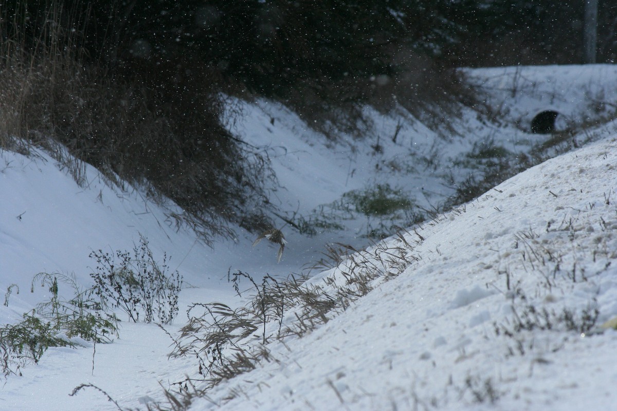 ニシマキバドリ - ML646660733