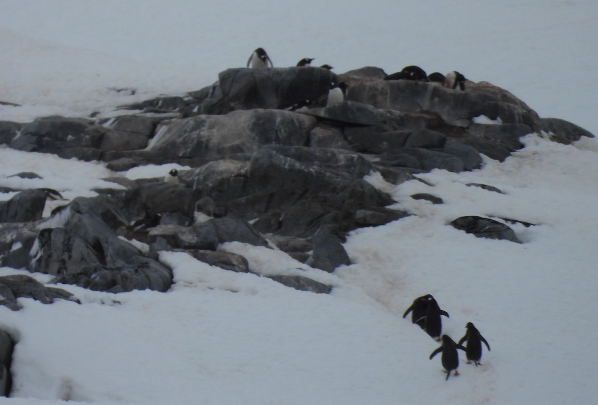 Gentoo Penguin - ML646660734