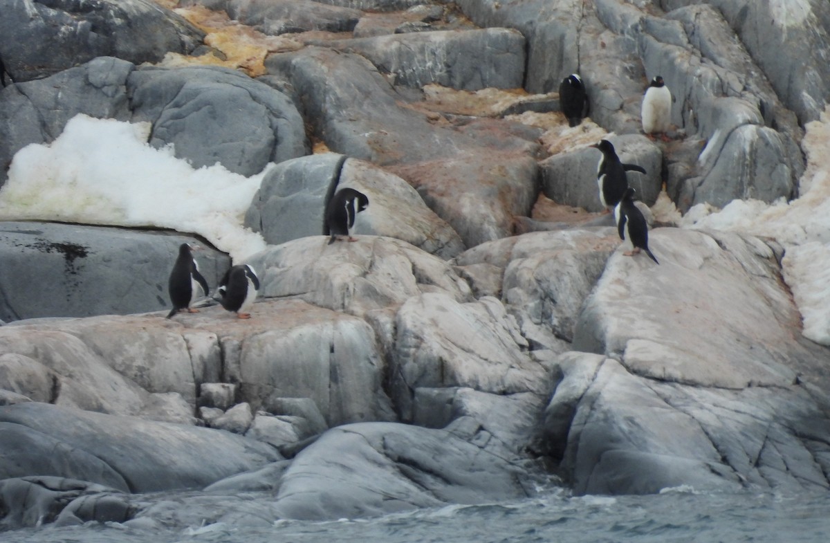 Gentoo Penguin - ML646660735