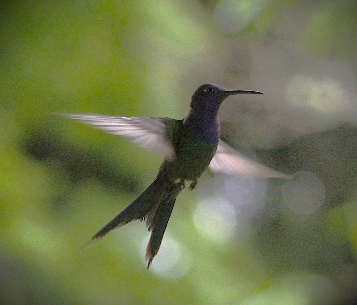 Swallow-tailed Hummingbird - ML646660736