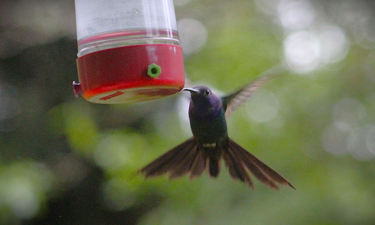 Swallow-tailed Hummingbird - ML646660737