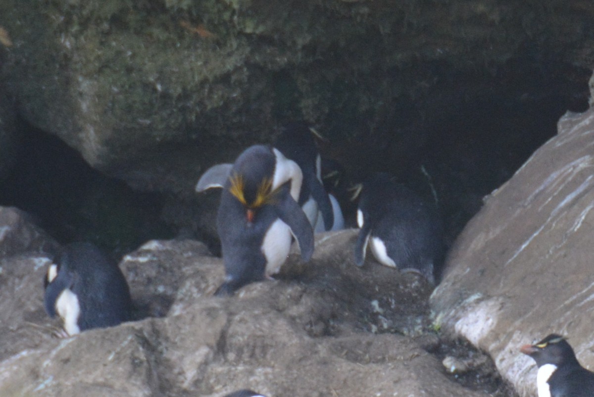 マカロニペンギン - ML646660738