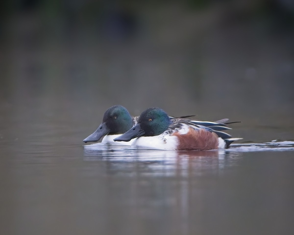 ハシビロガモ - ML646660741