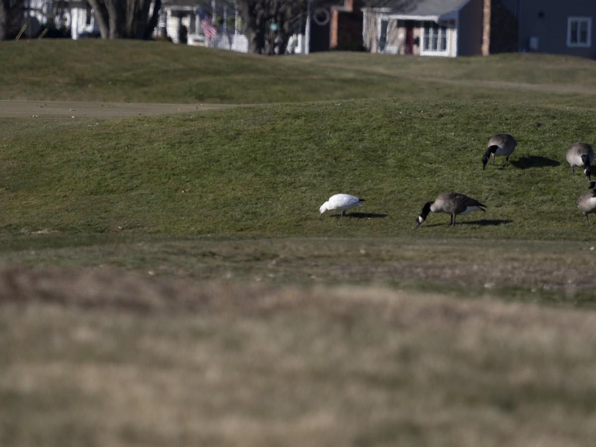 Oie de Ross - ML646660742