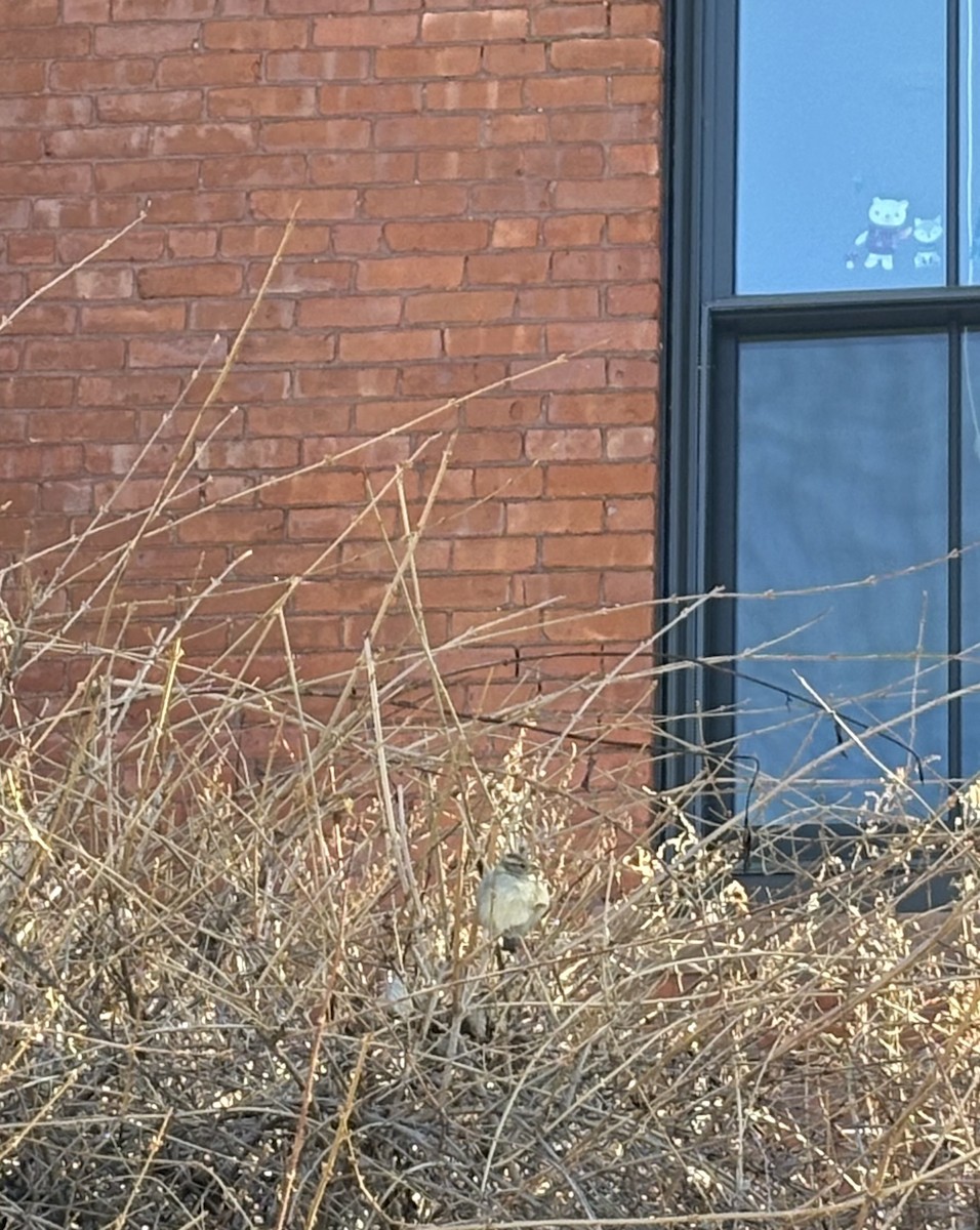 ミヤマシトド - ML646660744