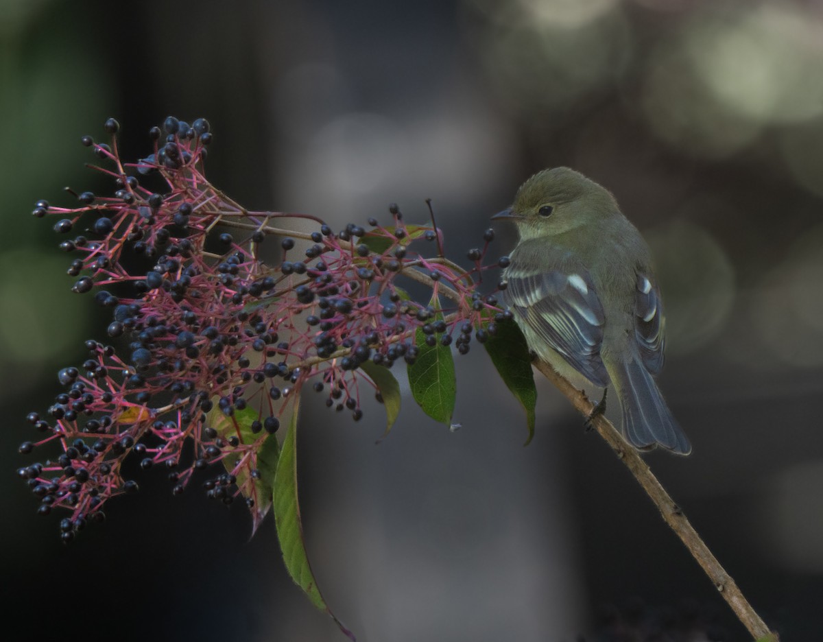 Mountain Elaenia - ML646660749