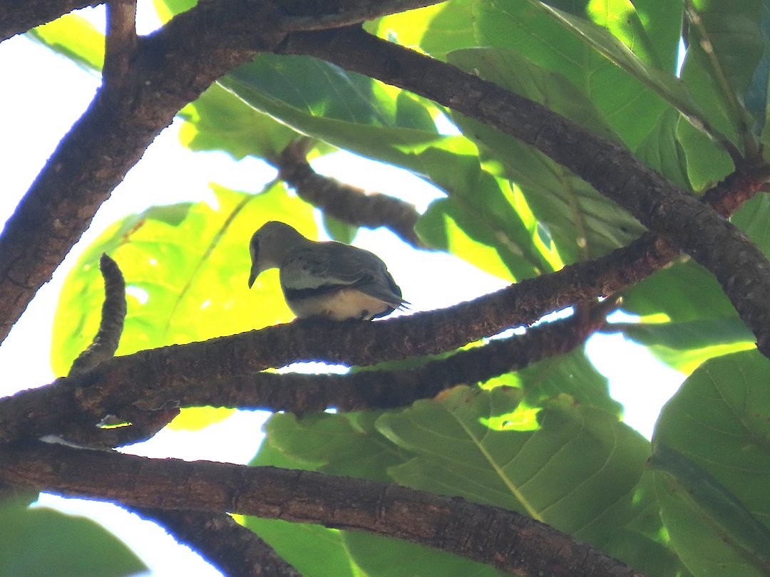 Picui Ground Dove - ML646660751