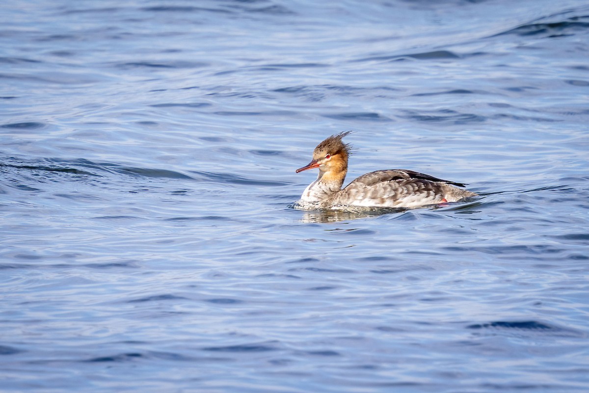 Red-breasted Merganser - ML646660752