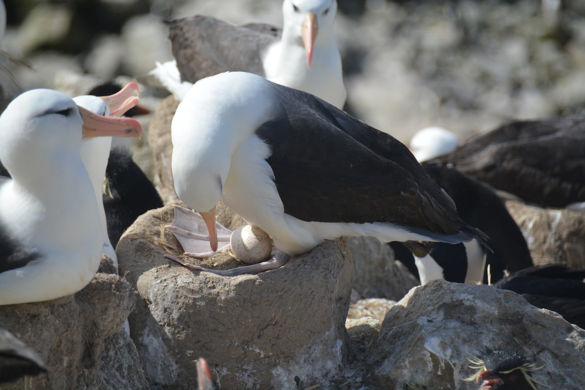 Black-browed Albatross - ML646660753