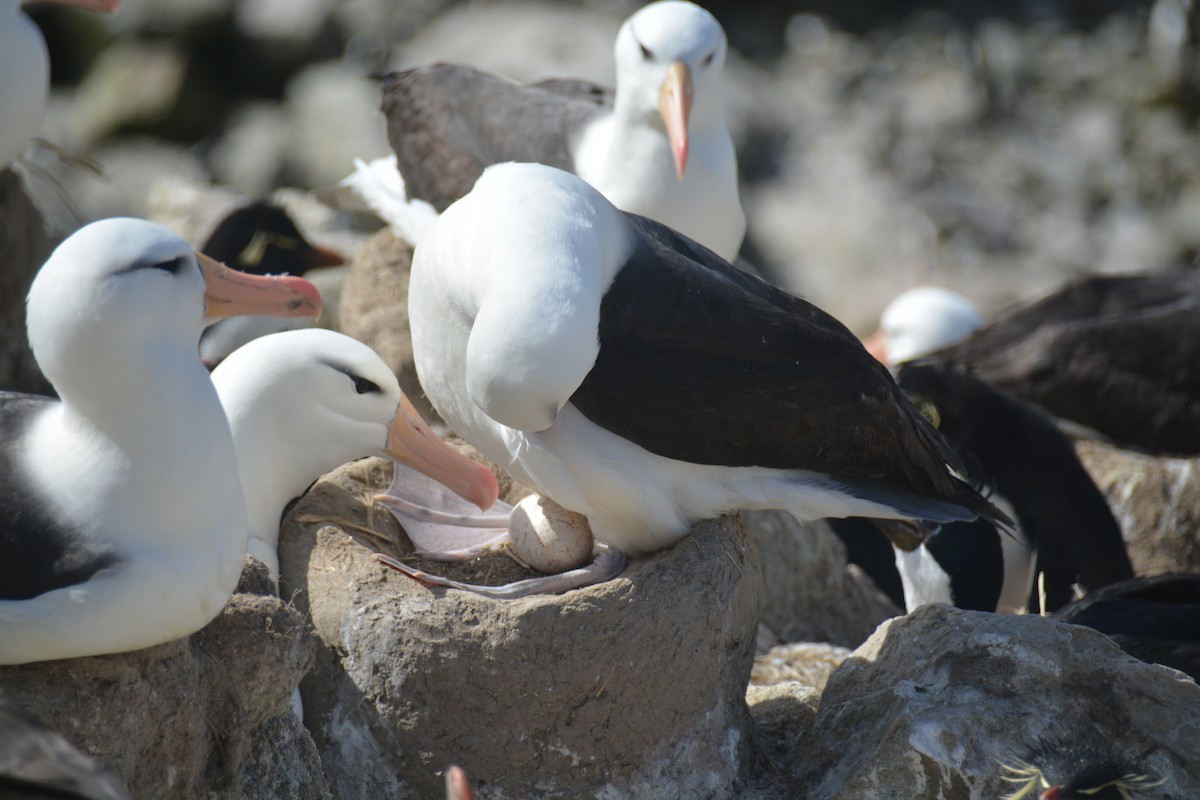 Black-browed Albatross - ML646660754