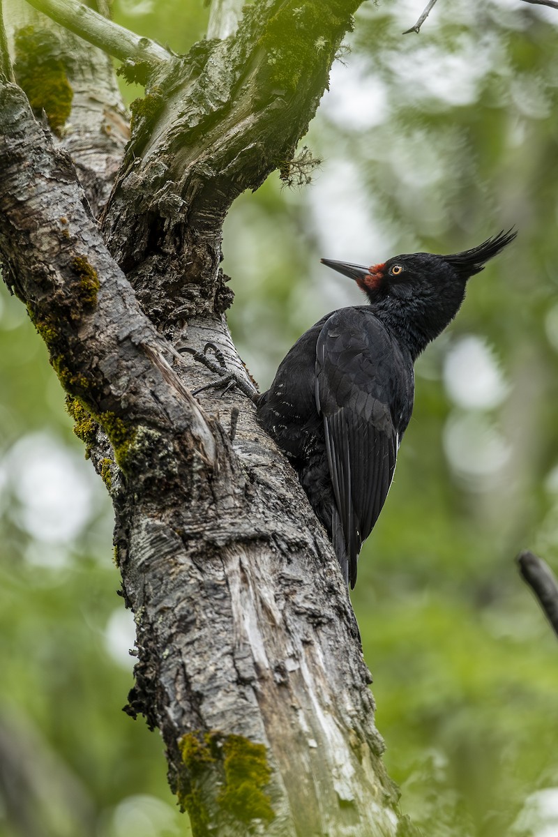 Magellanic Woodpecker - ML646660755
